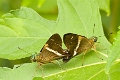 HESPERIIDAE, Autochton neis